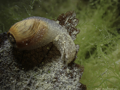 Akera bullata