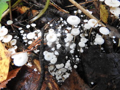 Collybia