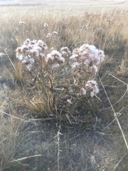 Saussurea salicifolia