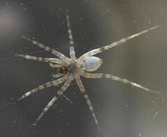 Pardosa mercurialis