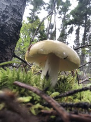 Hygrophorus chrysodon