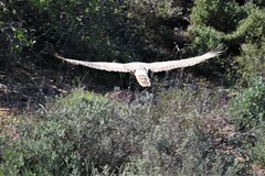 Melierax canorus canorus