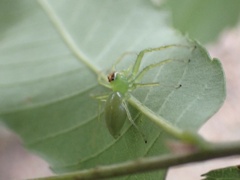 Lyssomanes viridis