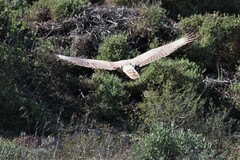 Melierax canorus canorus