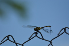 Ictinogomphus rapax