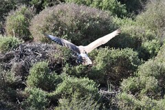 Melierax canorus canorus