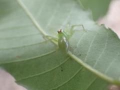 Lyssomanes viridis