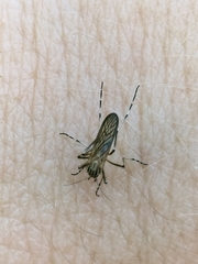 Aedes vittiger