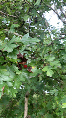 Crataegus monogyna