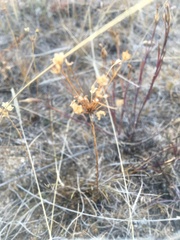 Primulaceae