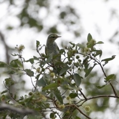 Phylloscopus sibilatrix
