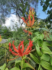 Gloriosa superba