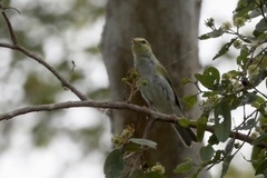 Phylloscopus sibilatrix