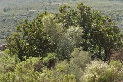 Hyaenanche globosa
