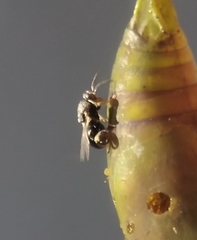 Brachymeria podagrica