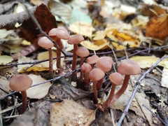 Mycena haematopus