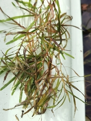 Potamogeton compressus