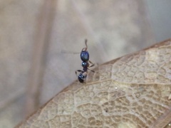 Pheidole metallescens