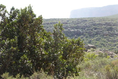 Hyaenanche globosa