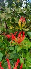 Gloriosa superba