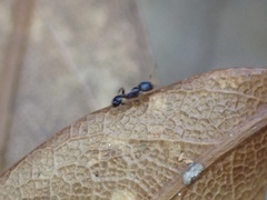 Pheidole metallescens
