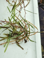 Potamogeton compressus