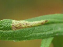 Cremastobombycia solidaginis