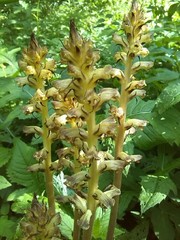 Orobanche reticulata