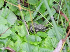 Bufotes viridis sitibundus