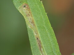 Cremastobombycia solidaginis