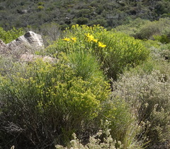 Euryops speciosissimus