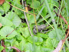 Bufotes viridis sitibundus