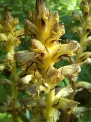 Orobanche reticulata