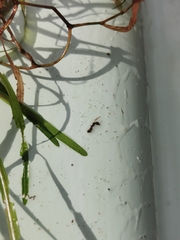 Potamogeton compressus