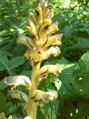 Orobanche reticulata