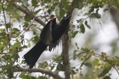 Campephaga phoenicea