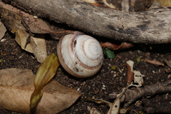 Sphaerospira fraseri