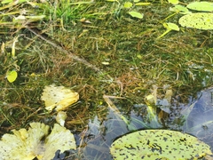 Potamogeton compressus