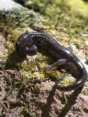 Plethodon wehrlei