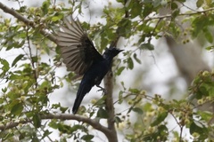 Campephaga phoenicea