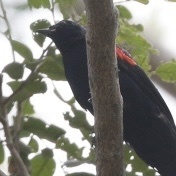 Campephaga phoenicea