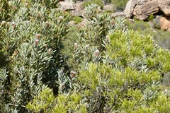 Protea laurifolia