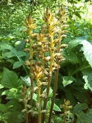 Orobanche reticulata