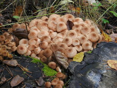 Armillaria borealis