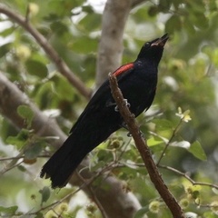Campephaga phoenicea