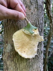 Aspidosperma illustre