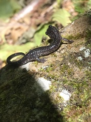 Plethodon wehrlei