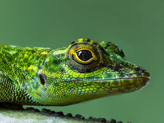 Anolis distichus