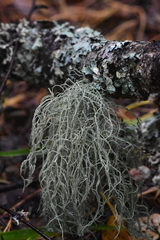 Usnea dasopoga