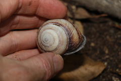 Sphaerospira fraseri